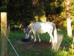 white horse with foal in background