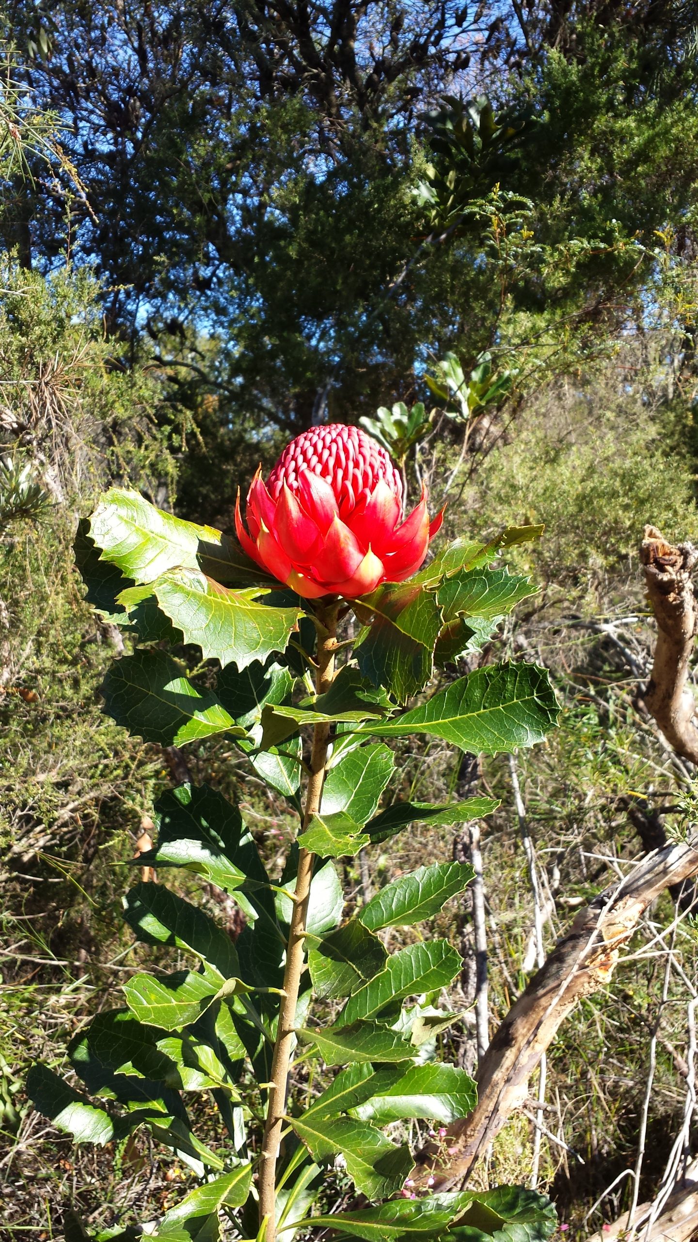 Red waratah flower
